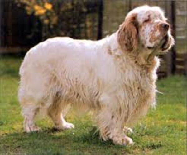 Medium Photo #4 Clumber Spaniel Dog Breed