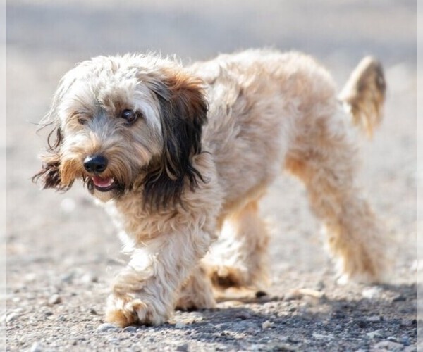 Medium Photo #1 Lha-Cocker Dog Breed