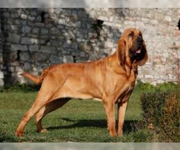 Medium Photo #3 Bloodhound Dog Breed