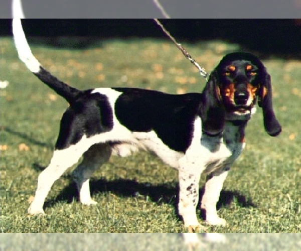 Full screen Photo #1 Bernese Hound Dog Breed