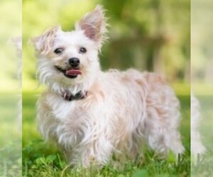 Image of Bolosilk breed