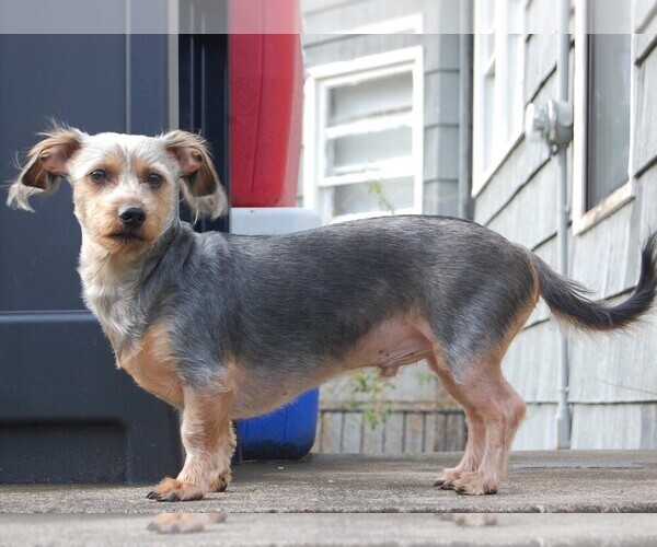 Medium Photo #1 Silkshund Dog Breed