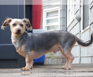 Image of Silkshund breed