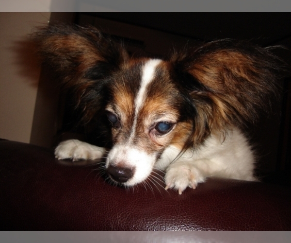 Papillon Dog Breed Image