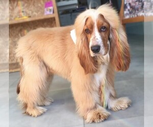 Samll image of Afghan Springer