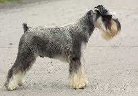 Medium Photo #7 Schnauzer (Miniature) Dog Breed