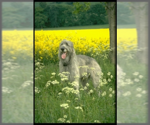 Medium Photo #1 Irish Wolfhound Dog Breed