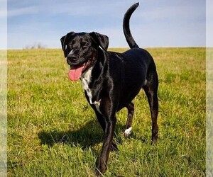 Photo of Lab-Pointer