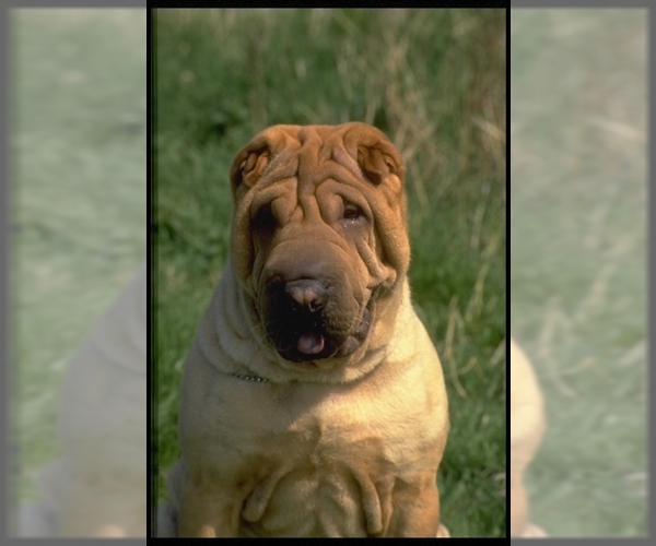 Chinese Shar-Pei Dog Breed Image