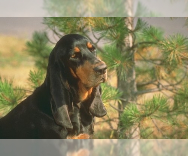 Black and Tan Coonhound Dog Breed Image