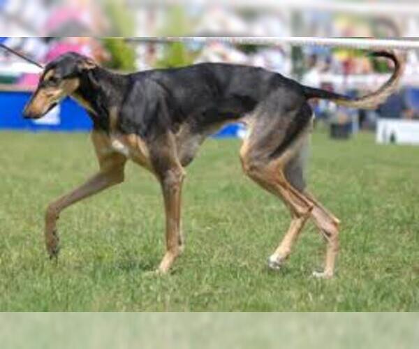 Medium Photo #3 Greyhound Dog Breed