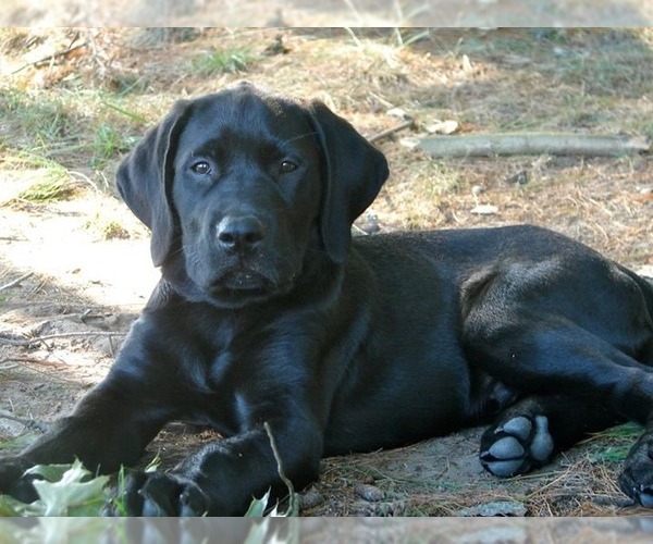 Medium Photo #1 Mastador Dog Breed