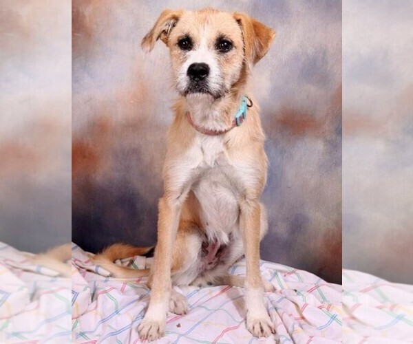 Medium Photo #1 BoxerDale Dog Breed