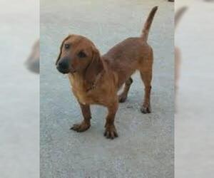 Small #4 Breed Basschshund image