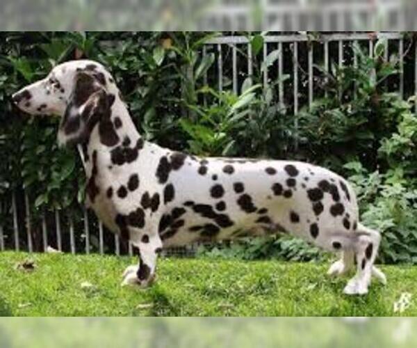 Full screen Photo #2 Dalmatian Dog Breed