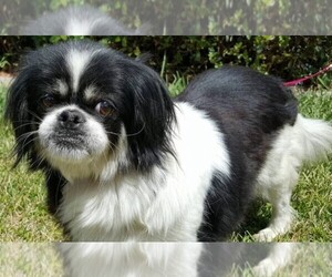 Image of Pekalier breed