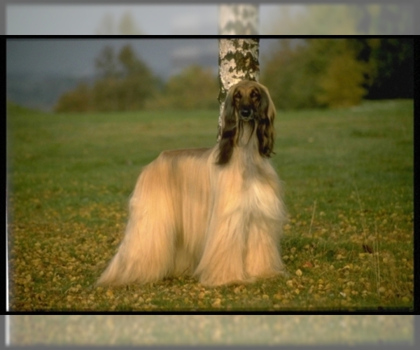 Medium Photo #2 Afghan Hound Dog Breed