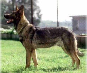 Image of Kunming Dog breed