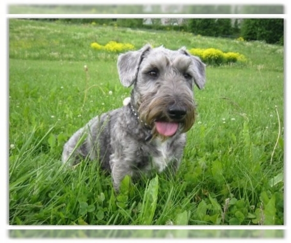 Image of Cesky Terrier Breed