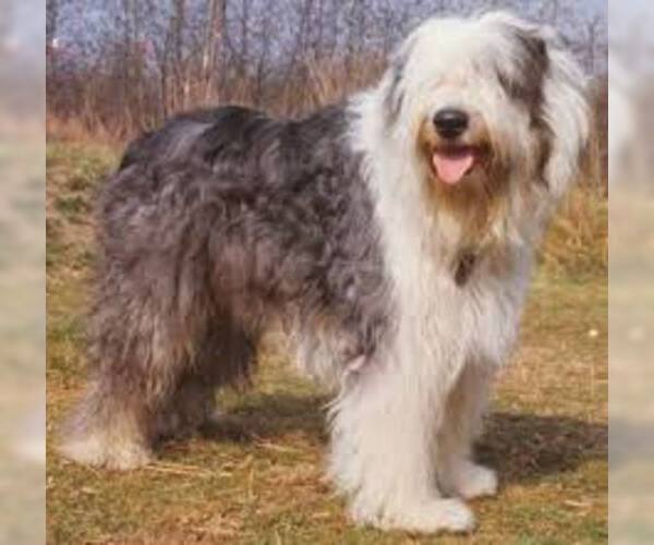 Medium Photo #6 Old English Sheepdog Dog Breed