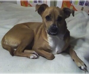 Image of Boxerhuahua breed