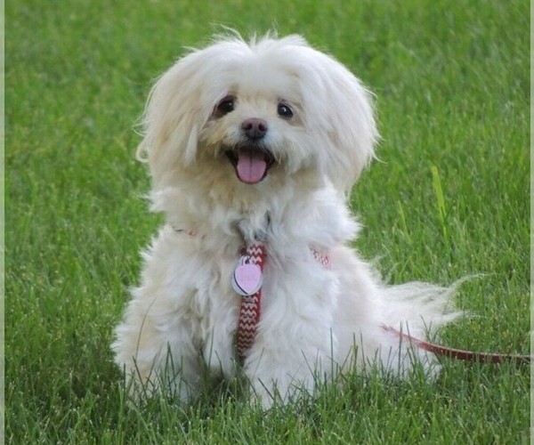 Medium Photo #1 Havaton Dog Breed