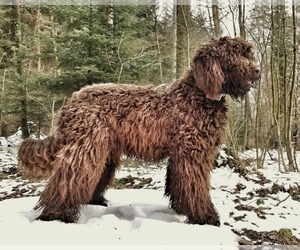 Image of Australian Cobberdog Breed