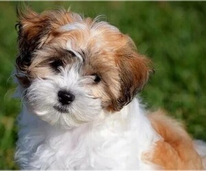 Image of Bolo-Tzu breed