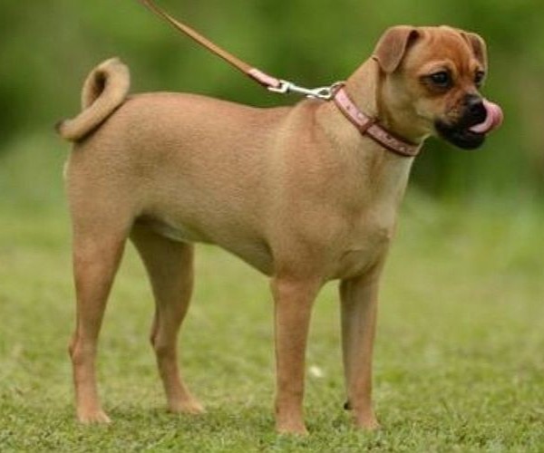 Medium Photo #1 Muggin Dog Breed