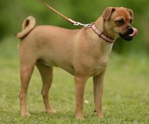 Image of Muggin breed