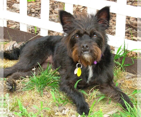 Medium Photo #1 Bossi-Poo Dog Breed