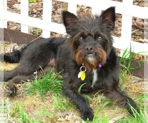 Image of Bossi-Poo breed