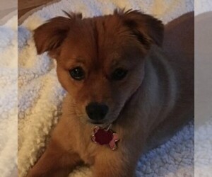 Eskimo-Peke puppies for sale and Eskimo-Peke dogs for adoption