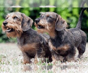 Samll image of Wire Dachshund Terrier