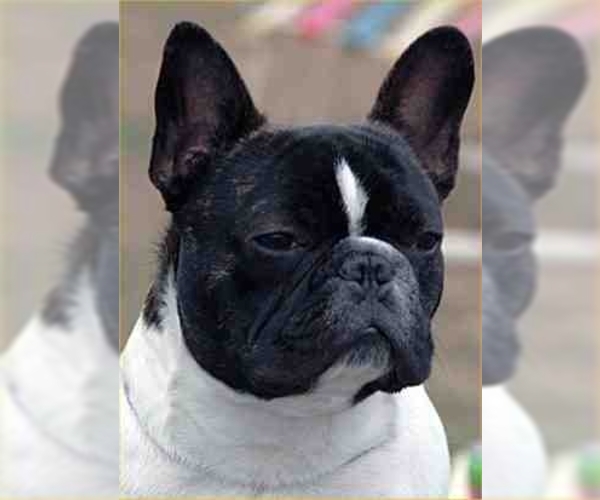 Image of French Bulldog Breed