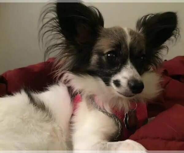 Medium Photo #1 Papimo Dog Breed