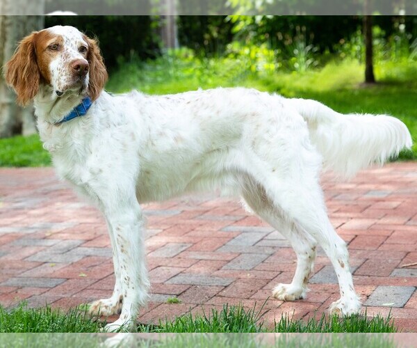 Medium Photo #1 Setter-Pointer Dog Breed