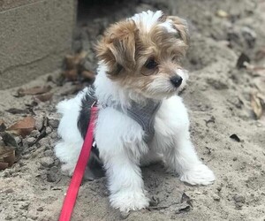 Morkie Poo (Toy) puppies for sale and Morkie Poo (Toy) dogs for adoption