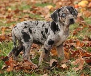 Image of Ibizan Catahoula breed