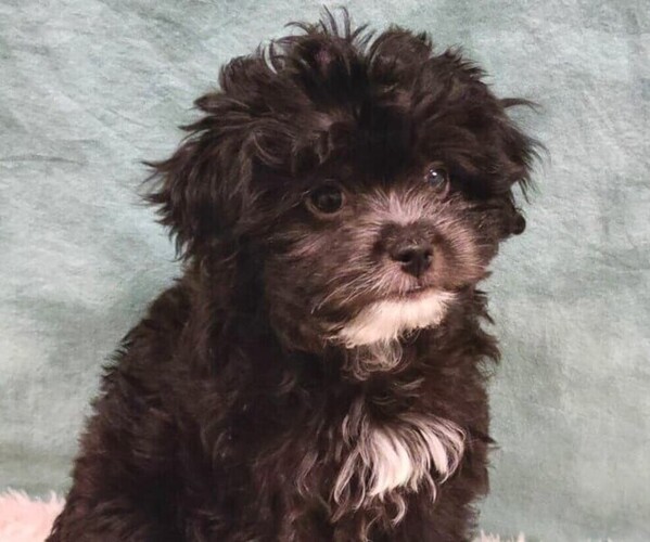 Medium Photo #1 Chinpoo Dog Breed