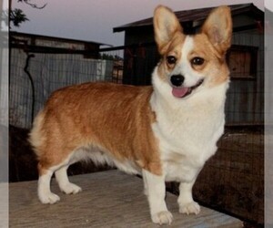 Image of Chi-Corgi breed