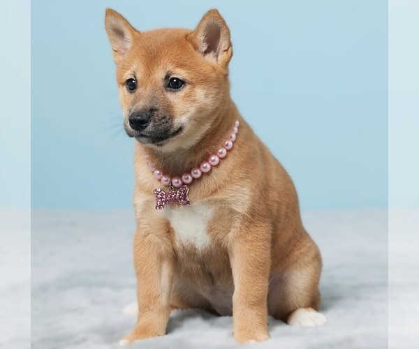 Medium Photo #1 Shiba Tzu Dog Breed