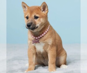 Shiba Tzu puppies for sale and Shiba Tzu dogs for adoption