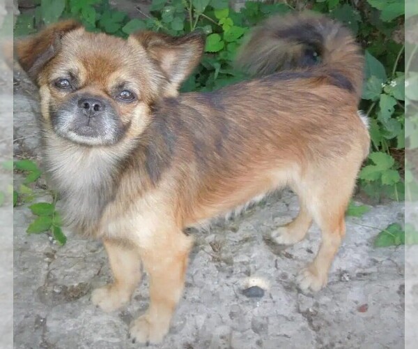 Medium Photo #1 Japug Dog Breed