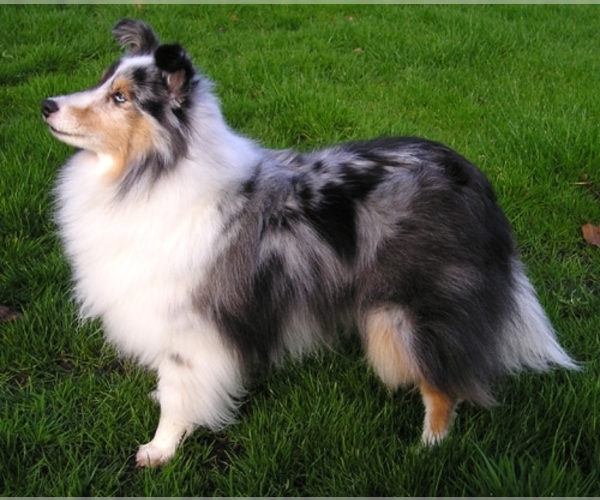 Image (Shetland Sheepdog)