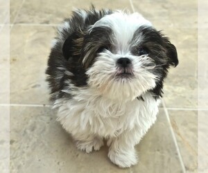 Image of Mi-Ki Poo breed