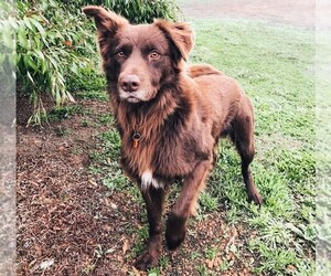 Image of Border Kelpie breed