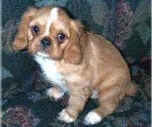 Small #1 Breed English Toy Spaniel image