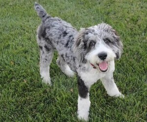 Samll image of Aussie-Poo