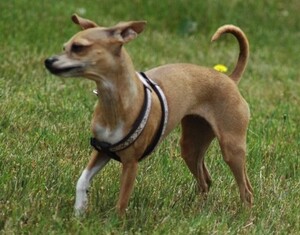 Image of Italian Greyhuahua breed